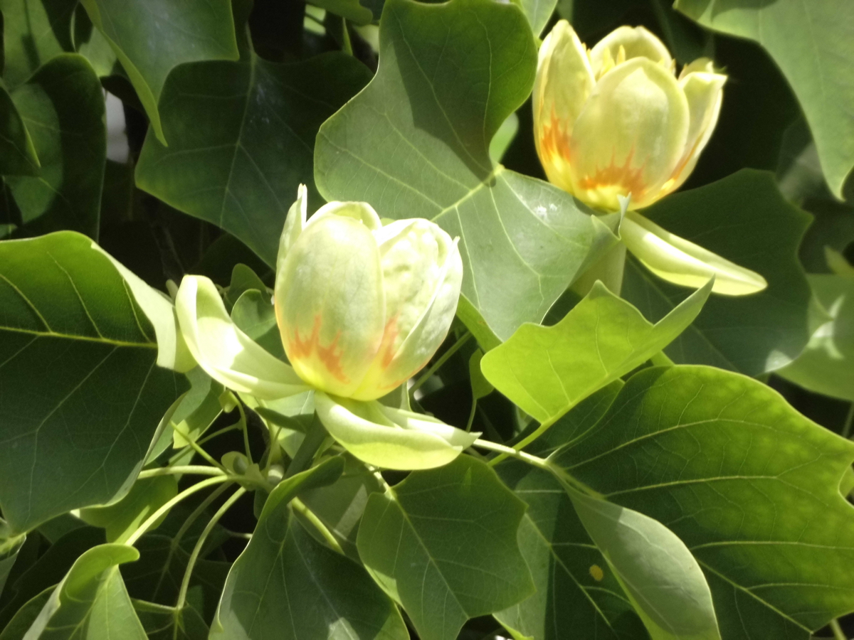 Blüten am Tulpenbaum