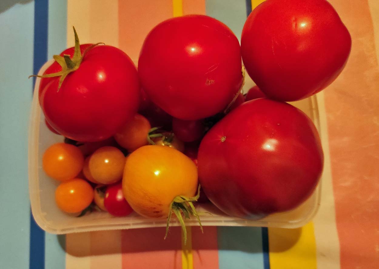 Tomatenbilder: Entdecke die Vielfalt der Tomatenwelt!